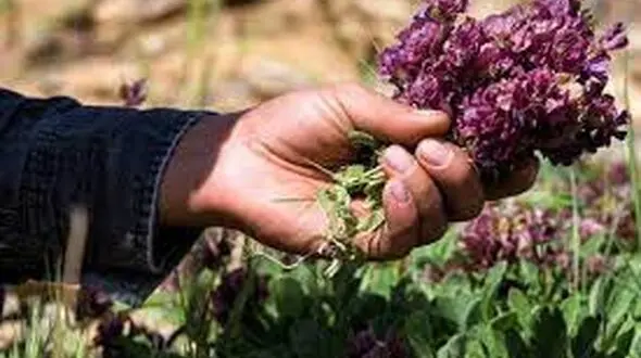 شناسایی ۳۰ گونه گیاهی متناسب با اقلیم قم