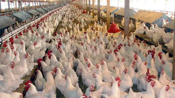 2 برادر سلطان مرغ بودند / بازداشت با 12 تن مرغ قاچاق در اردبیل