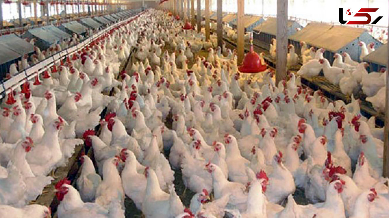 2 برادر سلطان مرغ بودند / بازداشت با 12 تن مرغ قاچاق در اردبیل