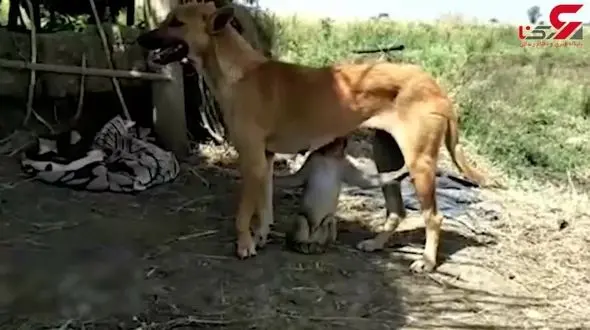 مادری کردن یک سگ برای بچه میمون + فیلم
