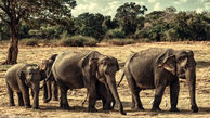 کاهش کشتار فیل‌ها برای قاچاق عاج ادامه دارد