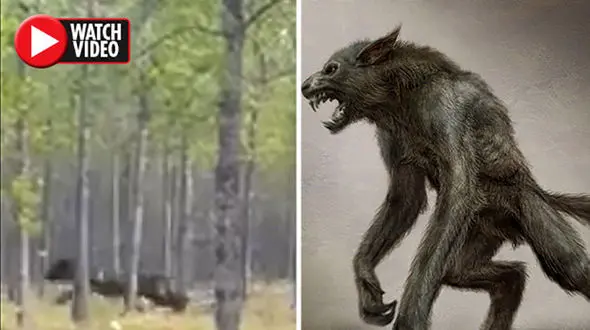 فیلم لحظه حمله موجود سیاه عجیب الخلقه به یک سگ ! / نیمی شبیه انسان نیمی شبیه سگ 