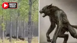 فیلم لحظه حمله موجود سیاه عجیب الخلقه به یک سگ ! / نیمی شبیه انسان نیمی شبیه سگ 