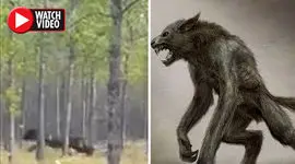 فیلم لحظه حمله موجود سیاه عجیب الخلقه به یک سگ ! / نیمی شبیه انسان نیمی شبیه سگ 