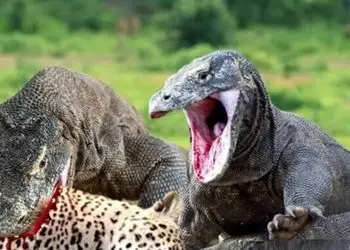 فیلم مستند حیات وحش / نبرد نفس گیر اژدهای کومودوی وحشی و پلنگ آمریکایی