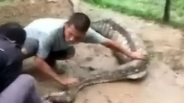 روستاییان خشمگین، مار غول پیکر را کشتند+ تصاویر