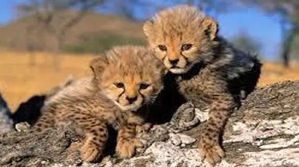 تولد ۲ توله یوزپلنگ در پارک‌ ملی توران + فیلم