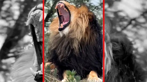 فیلم خمیازه دیدنی شیر نر در حیات وحش