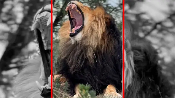 فیلم خمیازه دیدنی شیر نر در حیات وحش