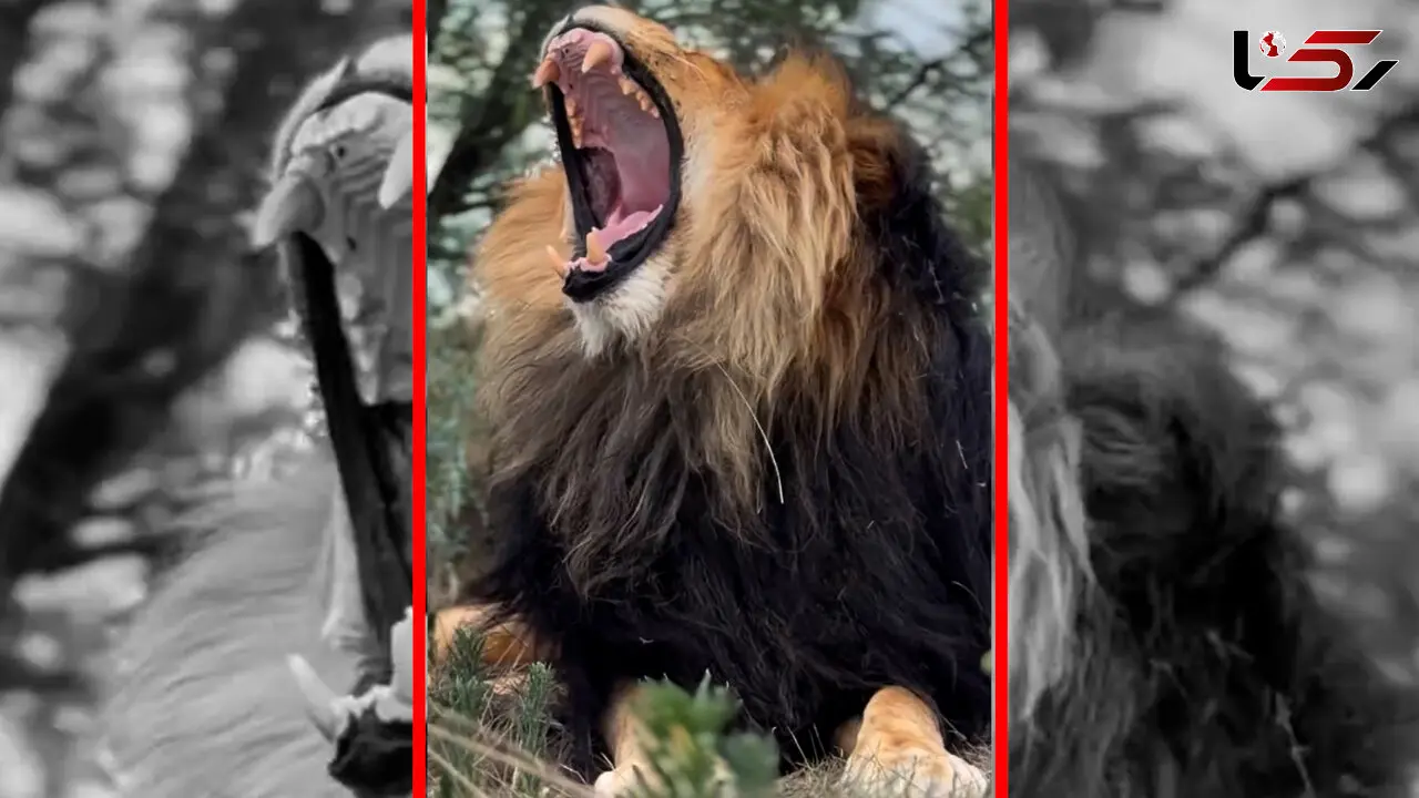 فیلم خمیازه دیدنی شیر نر در حیات وحش
