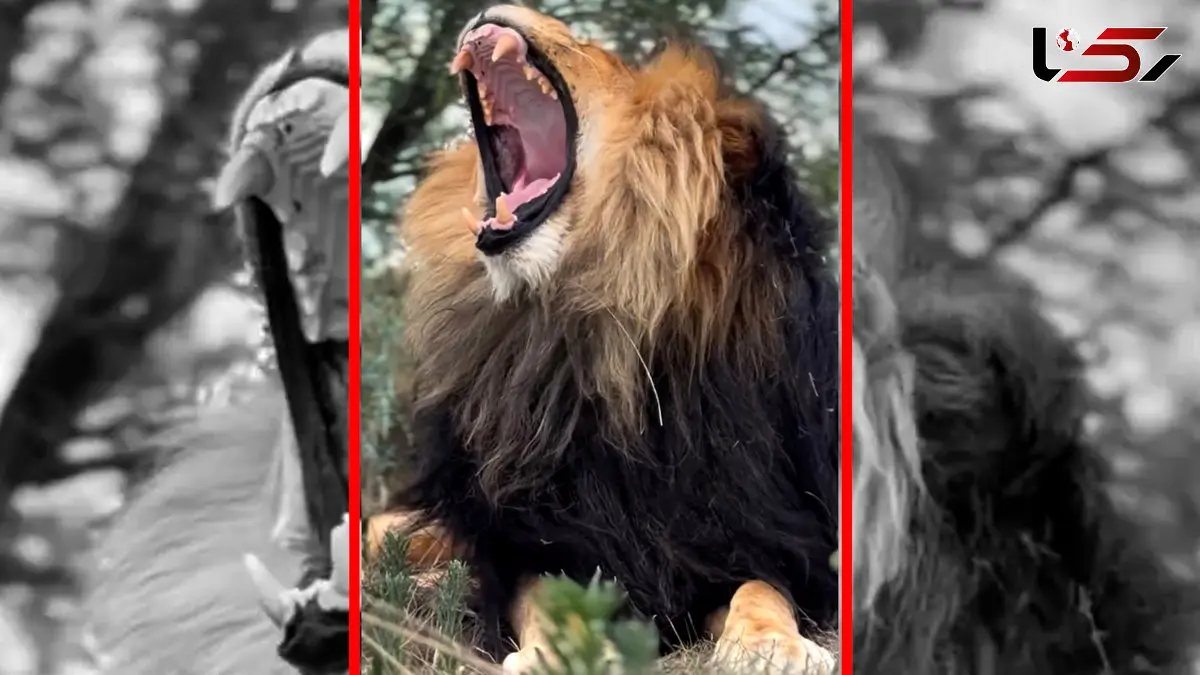 فیلم خمیازه دیدنی شیر نر در حیات وحش
