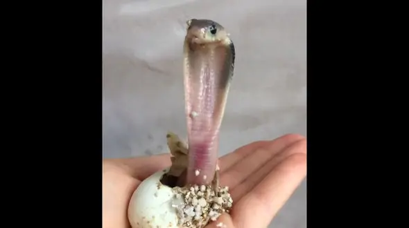 لحظه دیدنی تولد یک مار کبری + فیلم