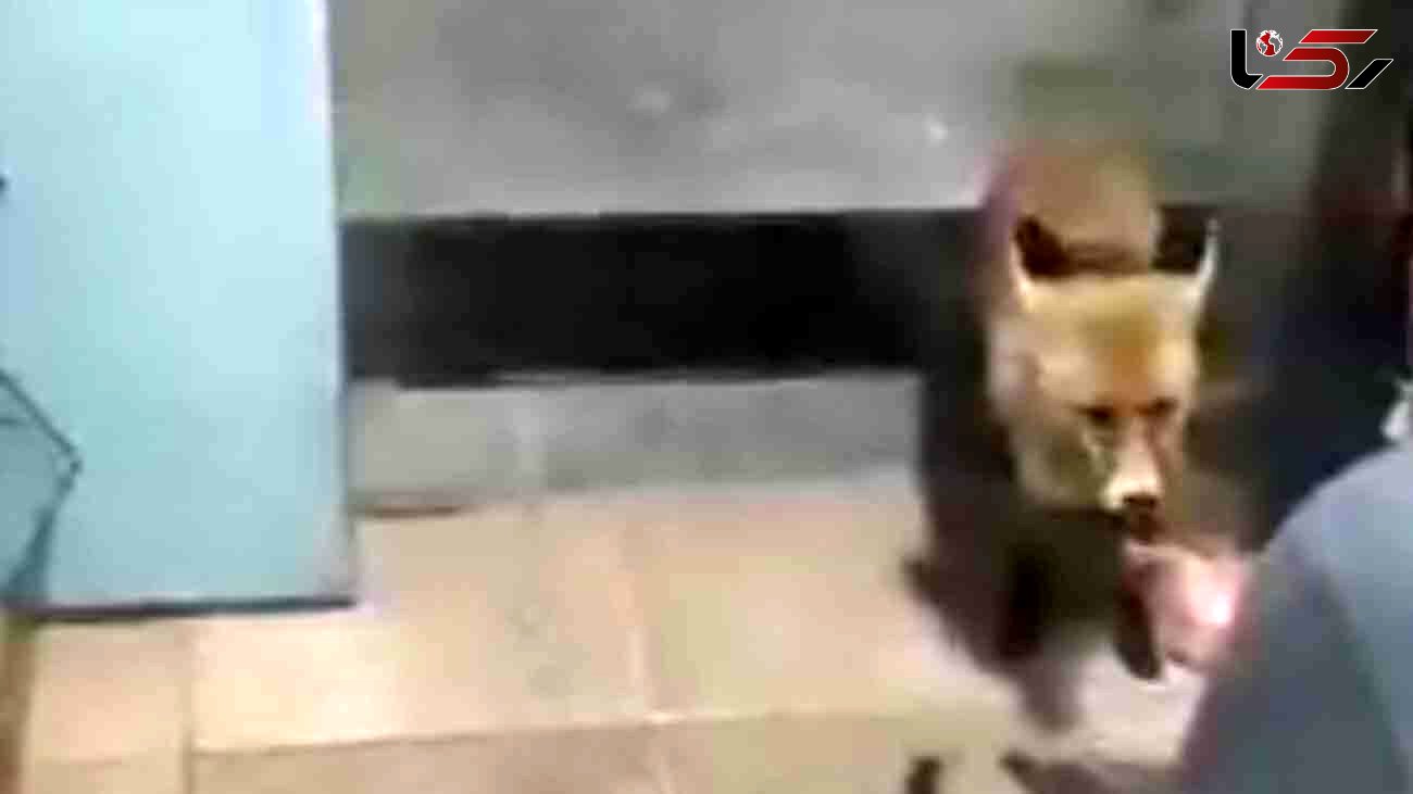 فیلم صف ایستادن یک روباه برای سهمیه تخم مرغ از مغازه دار تهرانی

