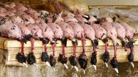 نسل کشی پرندگان شمالی در تورهای  شکارچیان میلیونر / صدای فعالان محیط زیست را کسی نمی شنود