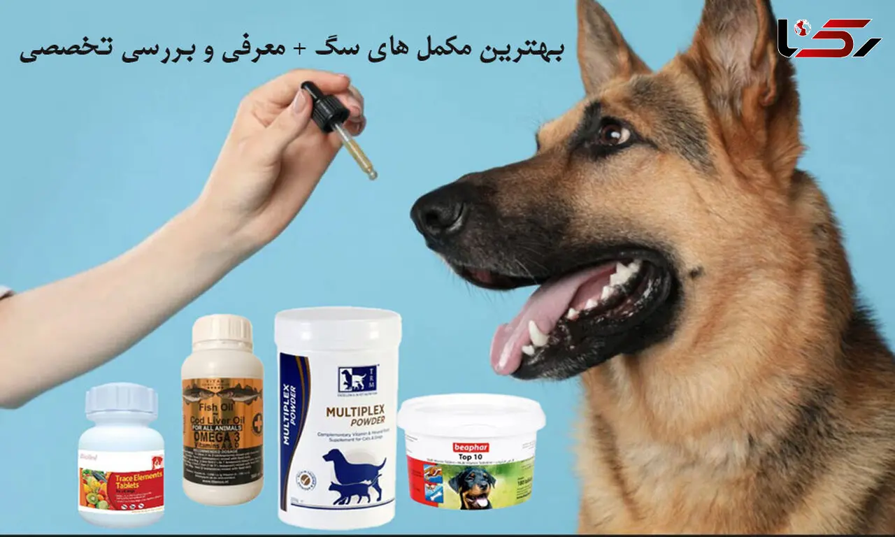 بهترین مکمل برای سگ کدام است؟ معرفی انواع مکمل و بررسی تخصصی