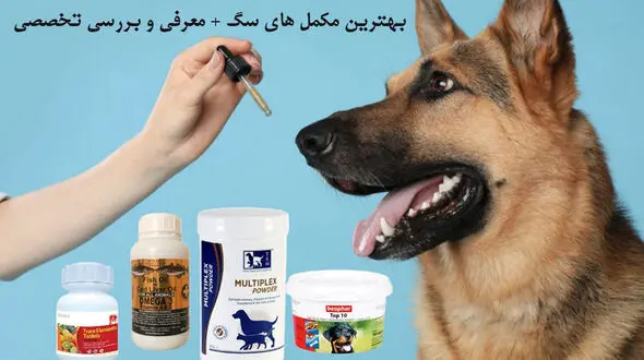 بهترین مکمل برای سگ کدام است؟ معرفی انواع مکمل و بررسی تخصصی