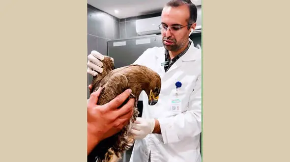 قربانی خرافه/ بال‌های یک عقاب را شکست