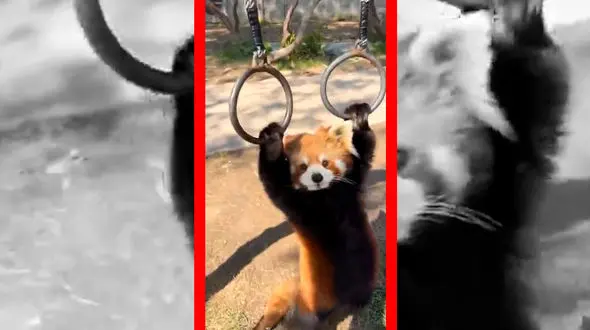 فیلم شیرین‌کاری پاندا قرمز با دو حلقه آویزان