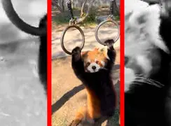 فیلم شیرین‌کاری پاندا قرمز با دو حلقه آویزان