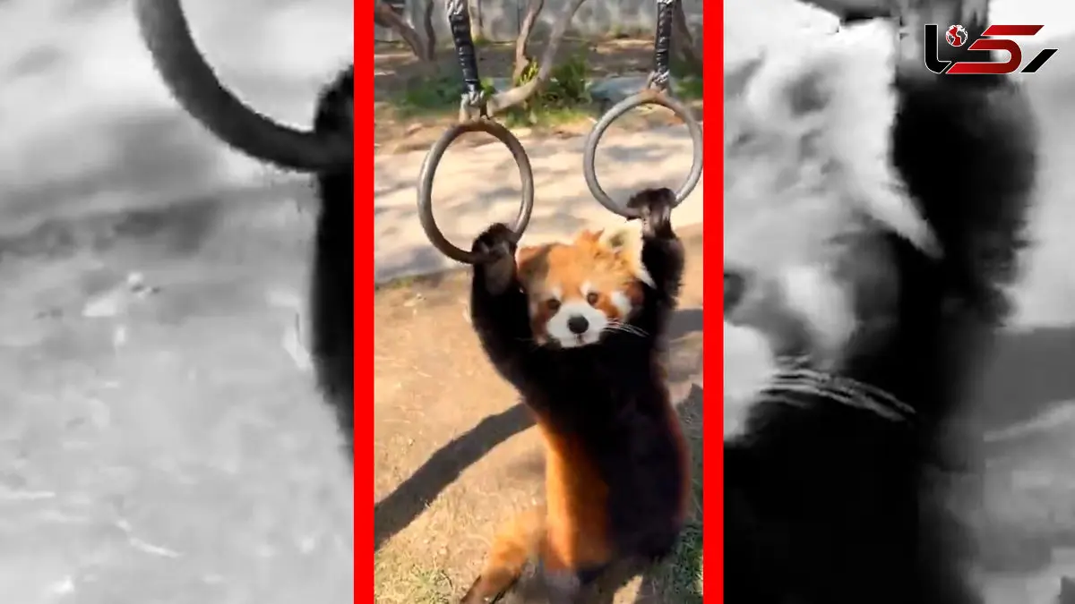 فیلم شیرین‌کاری پاندا قرمز با دو حلقه آویزان