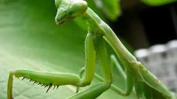 از شکار کردن جالب یک زنبور تا مهر مادری در شکاری ترین پرندگان طبیعت