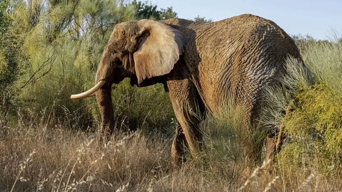 نجات معجزه آسای مرد گرفتار در سیلاب توسط یک فیل