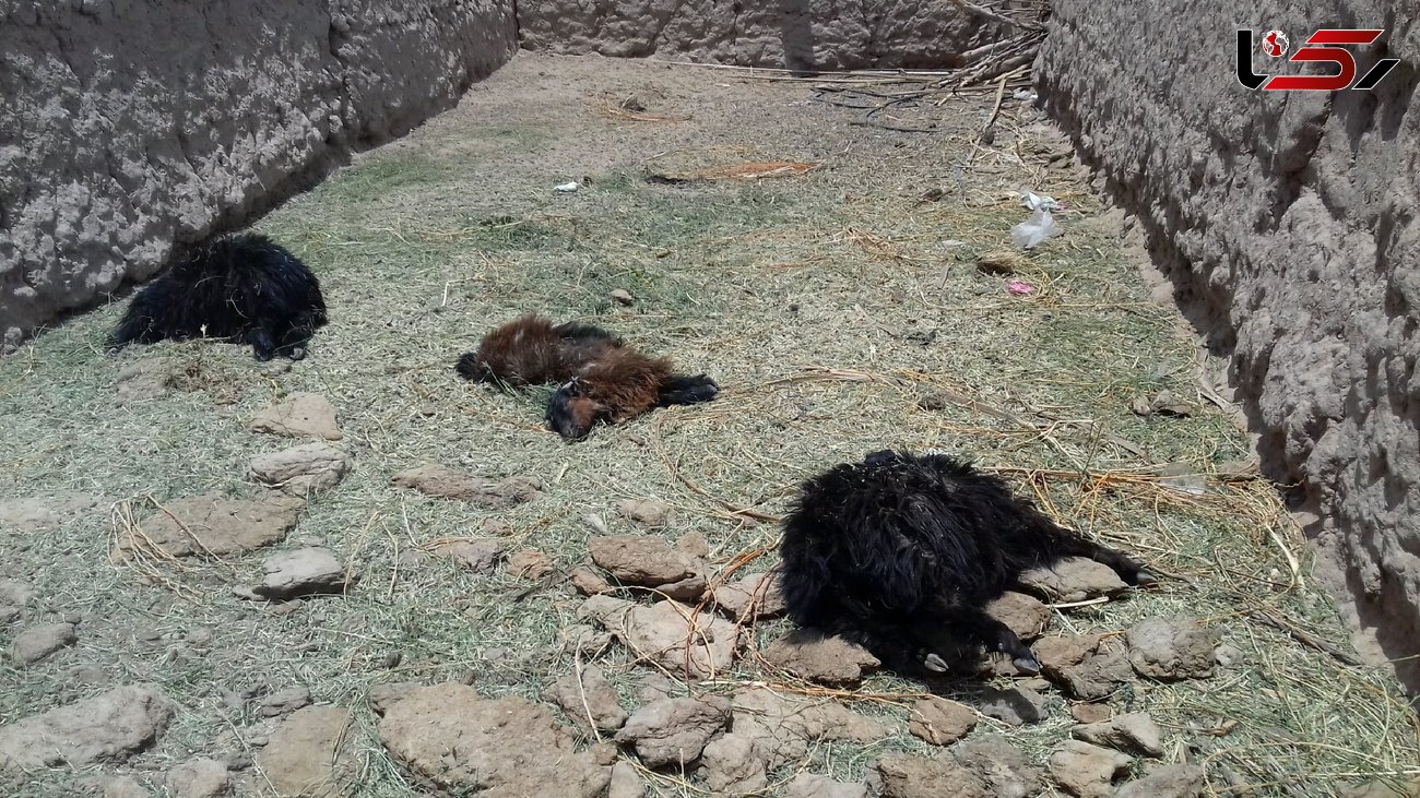 حمله حیوان درنده ناشناخته به روستایی در فهرج + عکس های دلخراش 