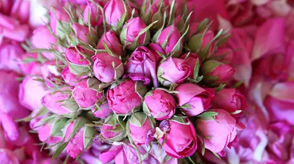 با خواص بی نظیر گل سرخ آشنا شوید