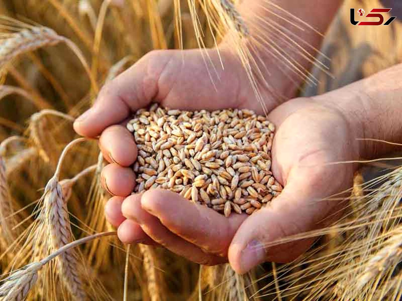 کمبود بذری در استان نداریم/ تولید ۲۷ هزار تن بذر گندم
