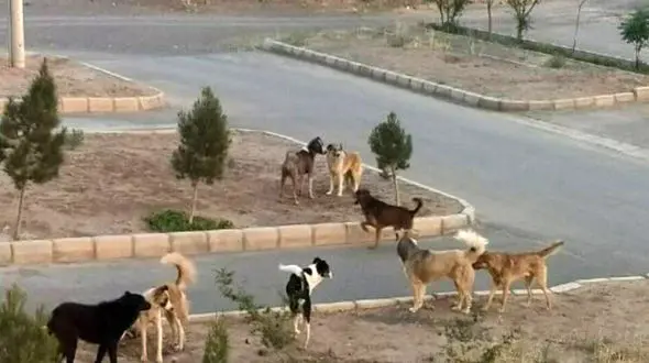 حمله سگ‌های ولگرد و خانگی به9 پاکدشتی