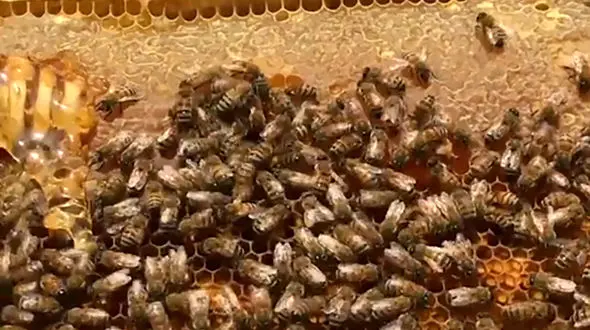 مراحل زنبورداری برای تولید عسل + فیلم