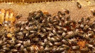 مراحل زنبورداری برای تولید عسل + فیلم