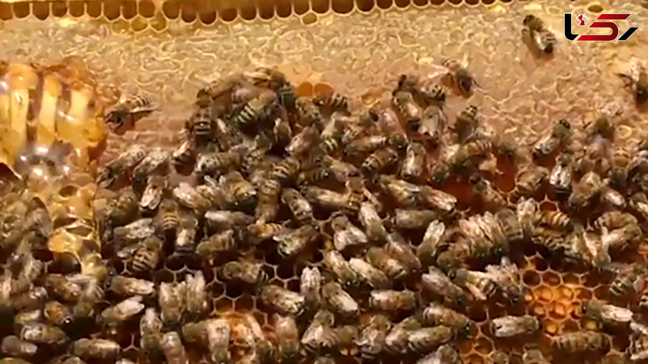مراحل زنبورداری برای تولید عسل + فیلم