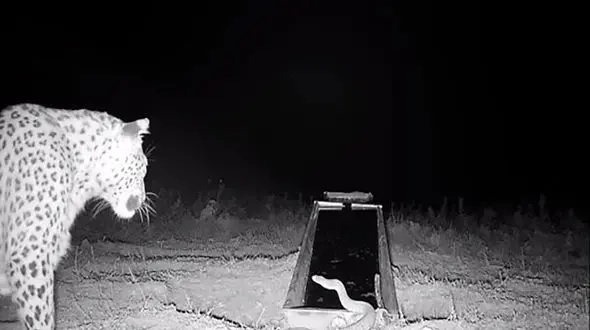 فیلم / دیده شدن یک قلاده پلنگ در فیروزکوه