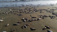 پشت پرده مرگ گربه ماهیان در ساحل جاسک