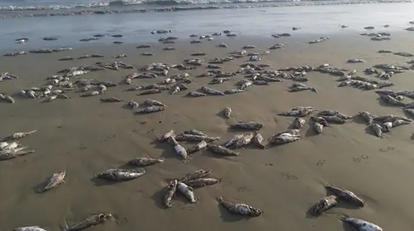 اعلام علت مرگ گربه ماهیان در ساحل جاسک  از سوی سازمان دامپزشکی