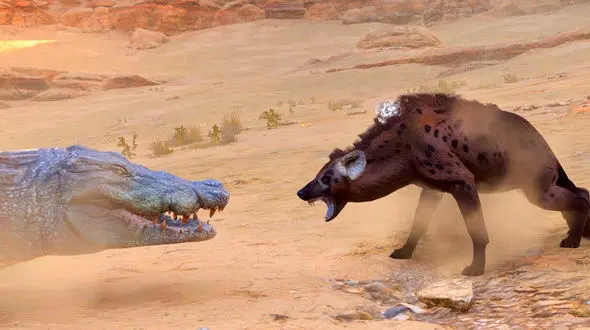 جدال دیدنی کروکودیل و کفتار + فیلم