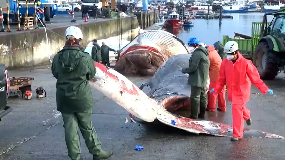 نهنگ عظیم الجثه در سواحل اسپانیا به گل نشست