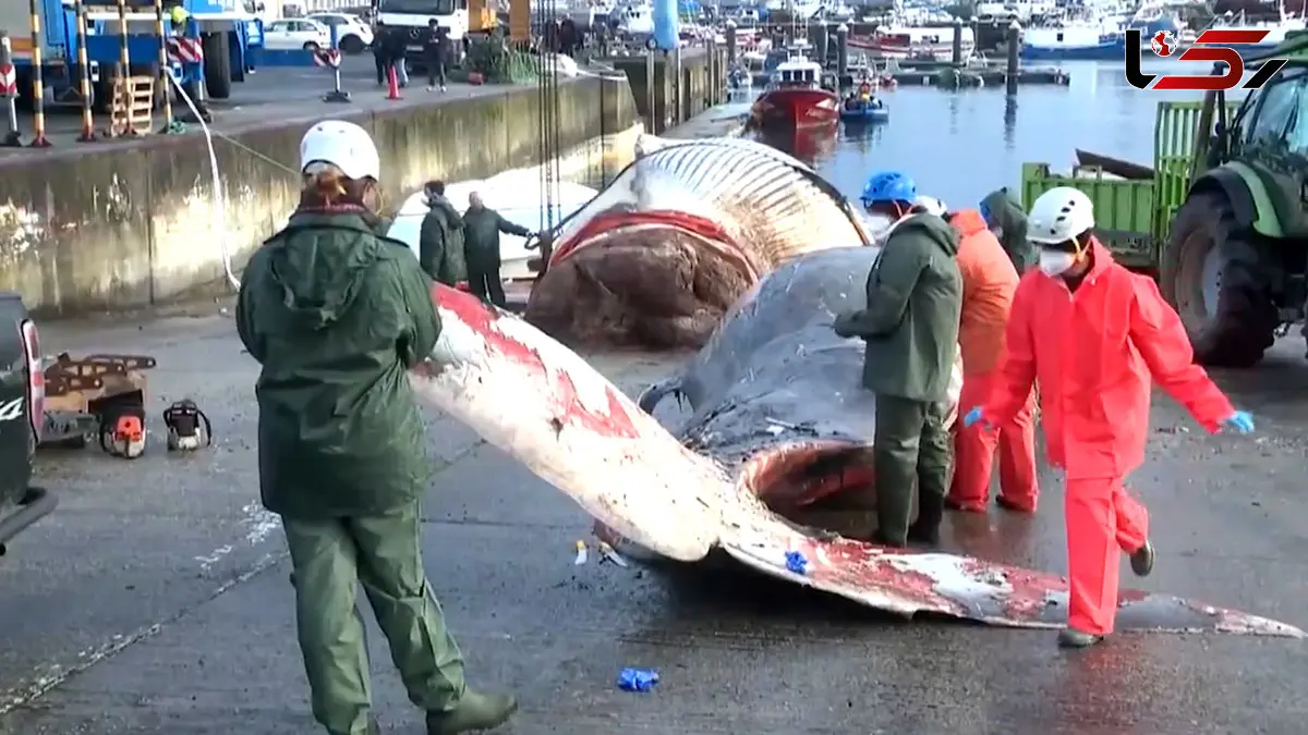 فیلم / نهنگ عظیم الجثه در سواحل اسپانیا به گل نشست