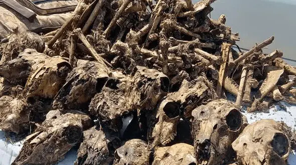 کشف 41 جمجمه آهوهای زیبا از چاه آبی در شاهین‌شهر / 2 مرد بی رحم شکارچیان آنها بودند