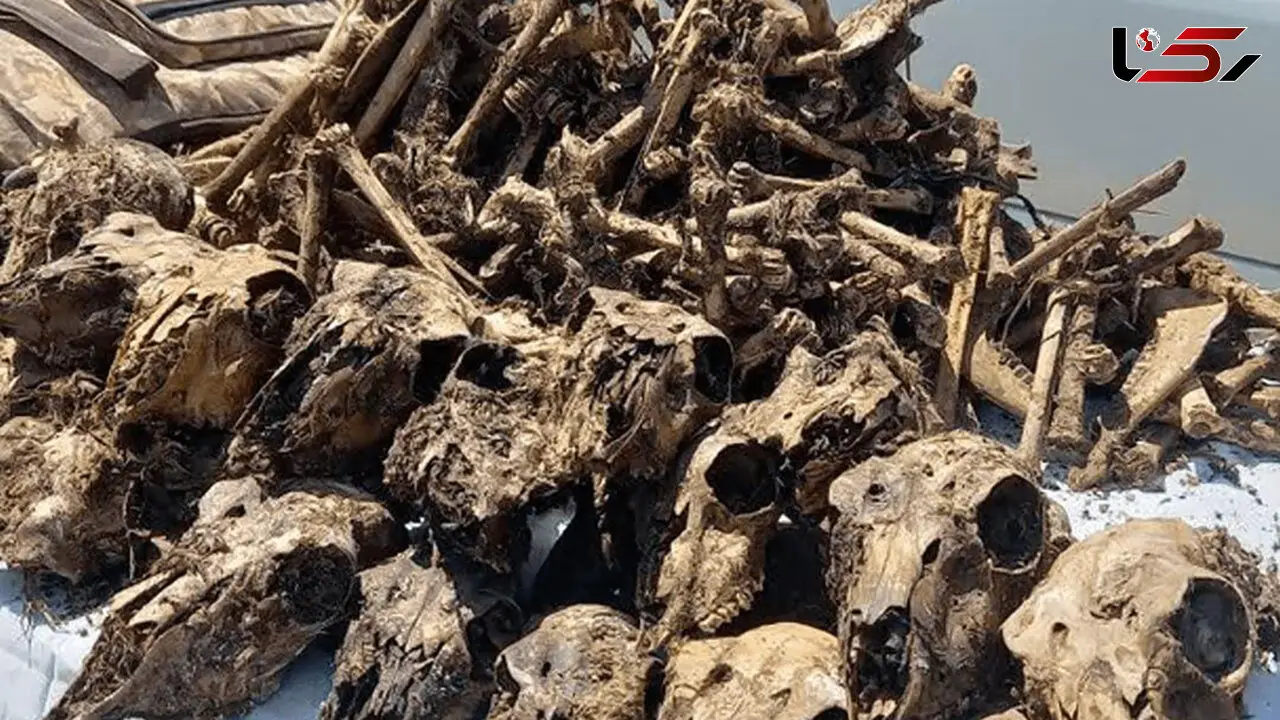 کشف 41 جمجمه آهوهای زیبا از چاه آبی در شاهین‌شهر / 2 مرد بی رحم شکارچیان آنها بودند