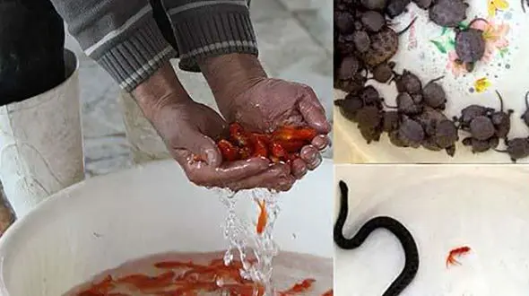 فروش لاک پشت ، مار آبی ، سمندر و سنبل آبی در روزهای نزدیک به عید ممنوع شد 