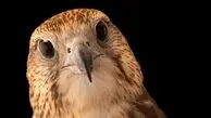 فیلم/ زنگ خطر برای بالابان‌ها در گلستان/ بالابان، گونه‌ در معرض انقراض