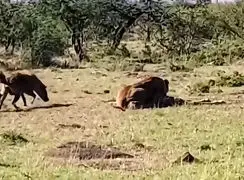 فیلم تصمیم دردناک زرافه مادر در حیات وحش