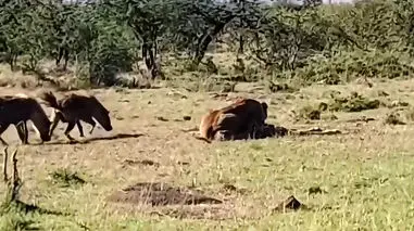 فیلم تصمیم دردناک زرافه مادر در حیات وحش