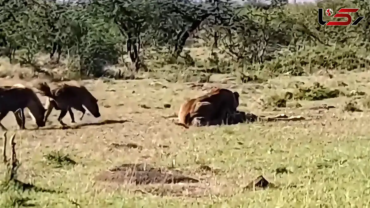 فیلم تصمیم دردناک زرافه مادر در حیات وحش