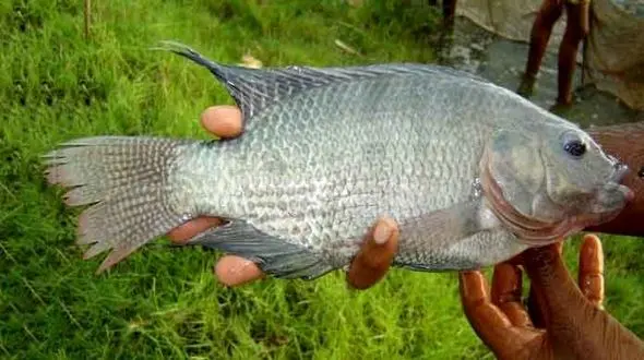 چرا واردات ماهی تیلاپیا ممنوع شد؟ / این ماهی به هیچ عنوان مضر نیست