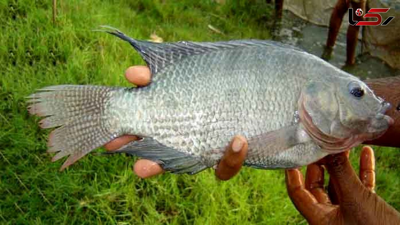 چرا واردات ماهی تیلاپیا ممنوع شد؟ / این ماهی به هیچ عنوان مضر نیست