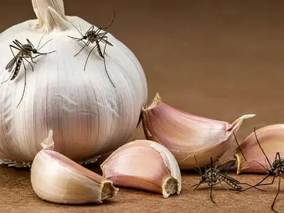 آیا سیر پشه ها را نابود می کند؟ / پاسخ به سوالات متداول