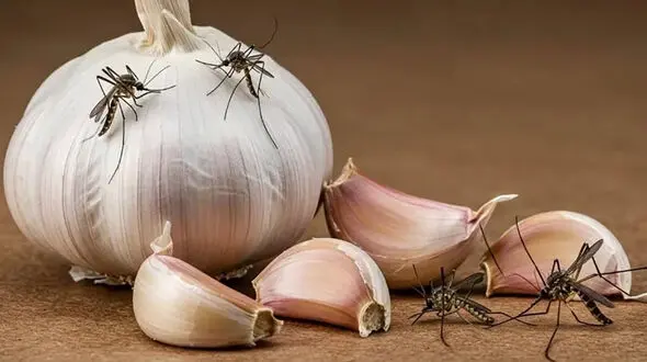 آیا سیر پشه ها را نابود می کند؟ / پاسخ به سوالات متداول